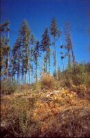MINT Canon Prima Super 90 Wide*
